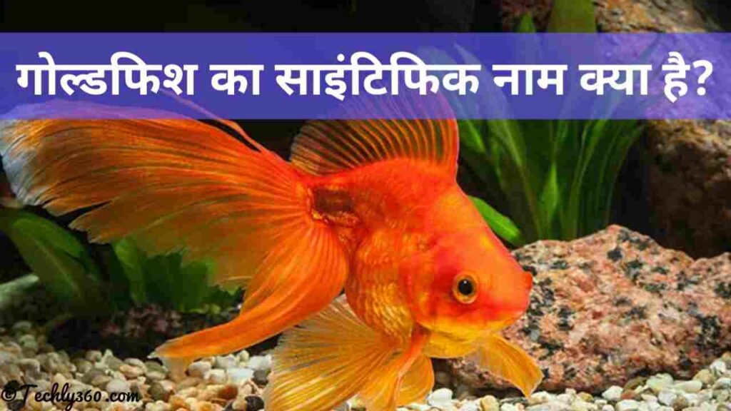 GoldFish Ka Scientific Naam Kya Hai
