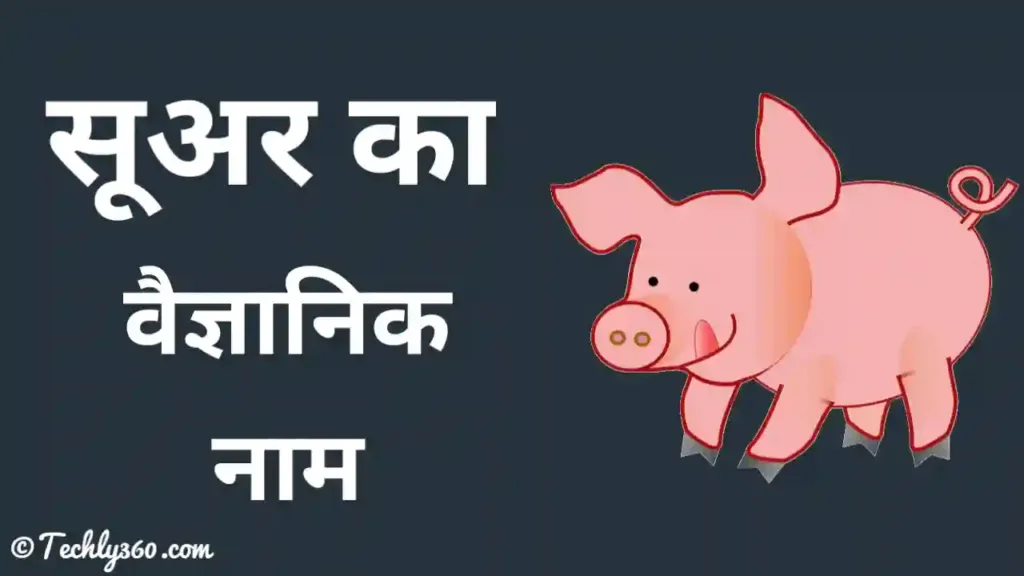 सूअर का वैज्ञानिक नाम क्या है? Suar Ka Vaigyanik Naam kya hai